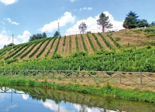 Degustazione spumanti e visita cantina nel vigneto più alto d'Europa
