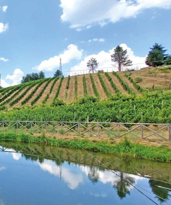 Degustazione vini e visita cantina nel vigneto più alto d'Europa