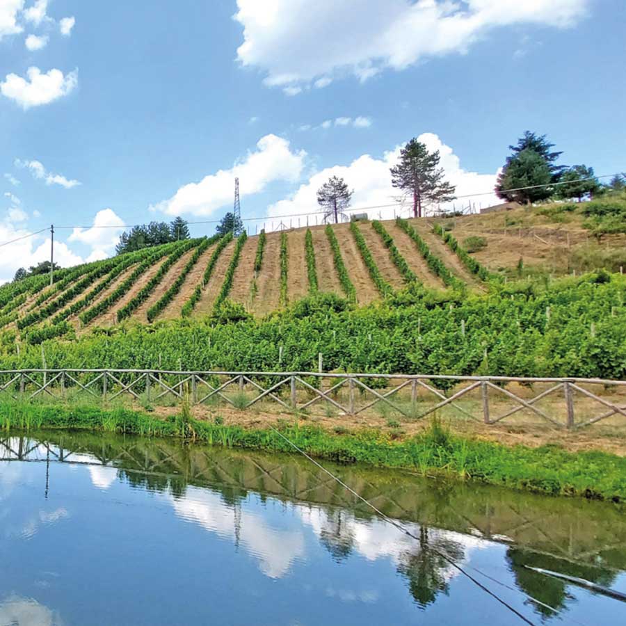 Degustazione spumanti e visita cantina nel vigneto più alto d'Europa