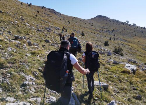 Pollino
