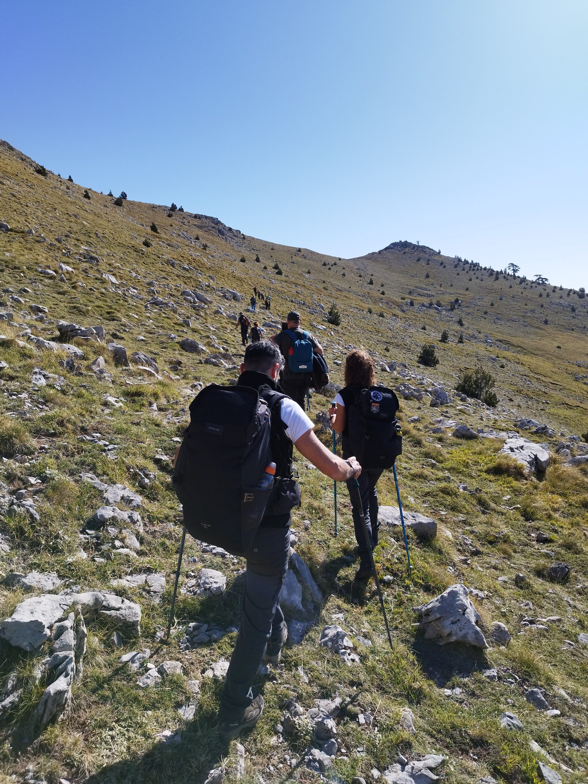 Pollino