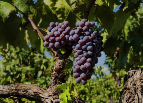 Itinerario enogastronomico Cirò Marina