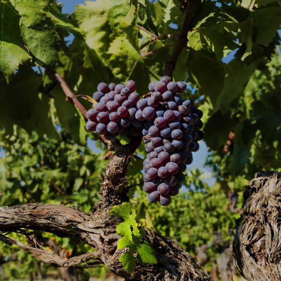 Itinerario enogastronomico Cirò Marina