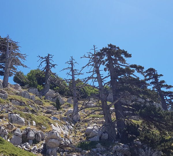 Pini Loricati a Serra delle Ciavole