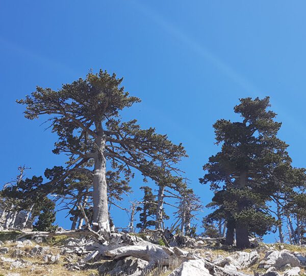 Pini Loricati a Serra delle Ciavole nel Parco del Pollino