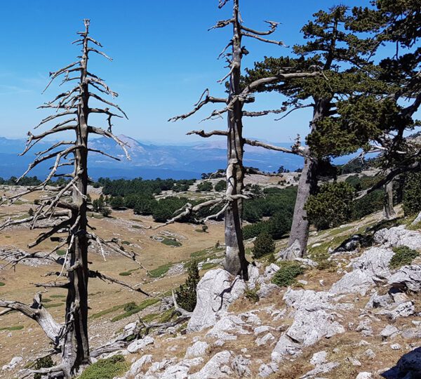 Serra delle Ciavole, Pini Loricati