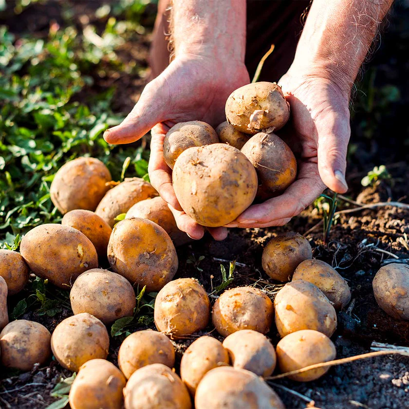 Patate della Sila varietà a pasta gialla