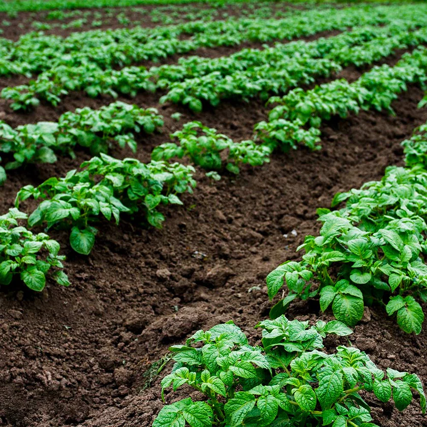 Patate della Sila varietà a pasta gialla