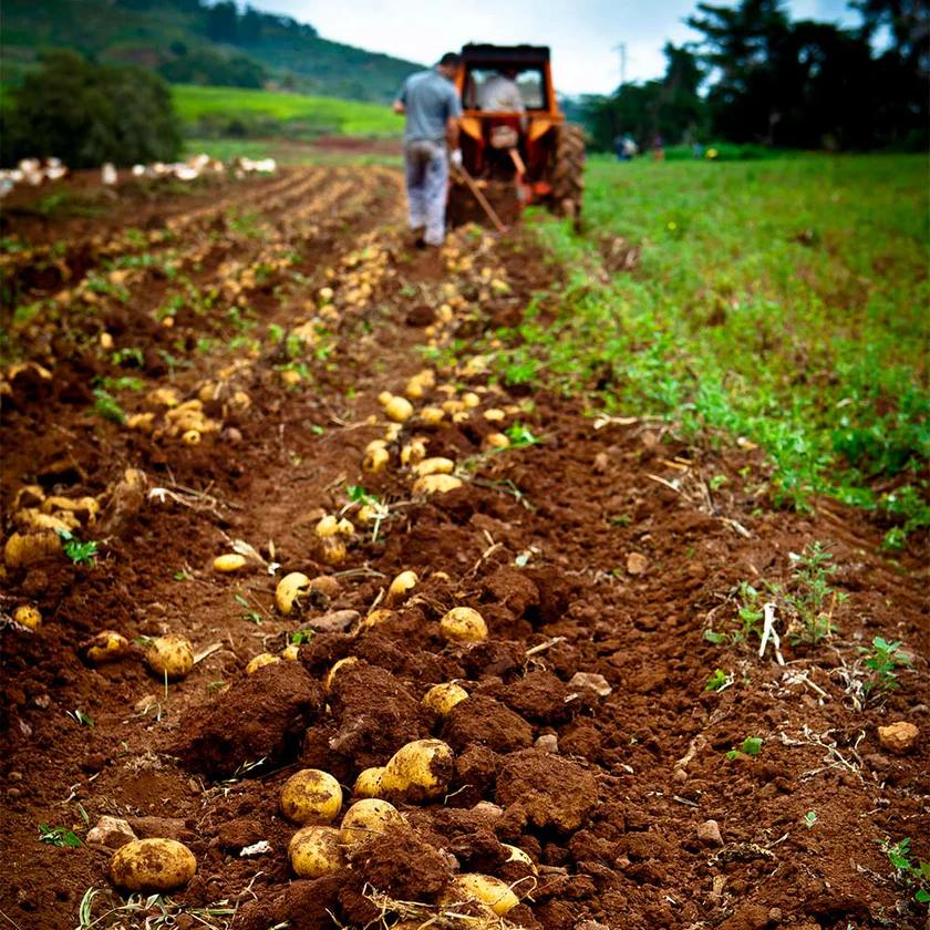 Patate della Sila varietà a pasta gialla