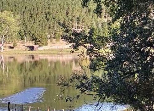 Sulle tracce della<br>foresta originaria