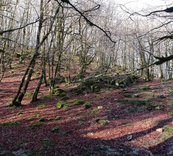 sentiero nei boschi sull'Anello di monte Misafumera