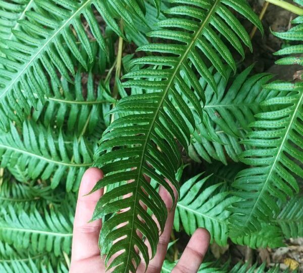 Woodwardia radicans, una rara felce preistorica tipica di ambienti umidi nel sud Italia