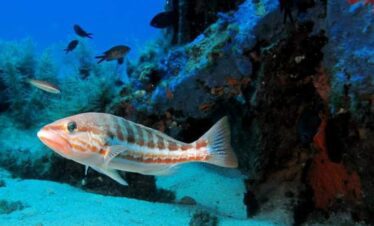 Escursione con Snorkeling<br>da Capo Vaticano a Tropea