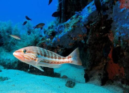 Escursione con Snorkeling<br>da Capo Vaticano a Tropea