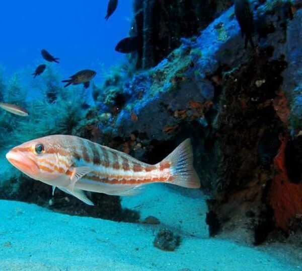 Snorkeling a Capo Vaticano e Tropea