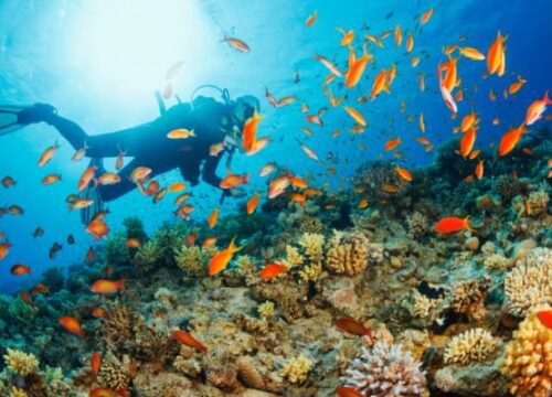 Corsi di immersione<br>di primo livello