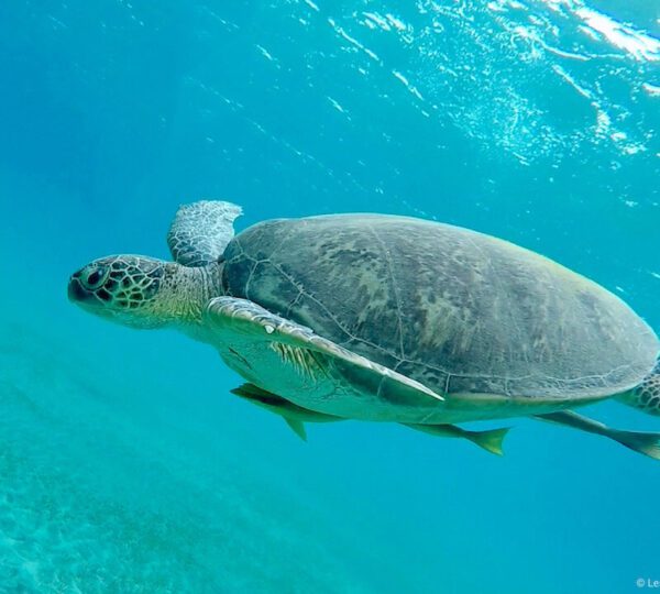 Tartaruga che nuota in un fondale marino