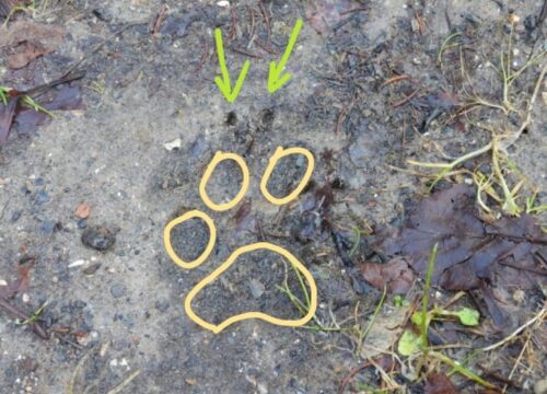 Natural Tracking<br>Detective in Natura