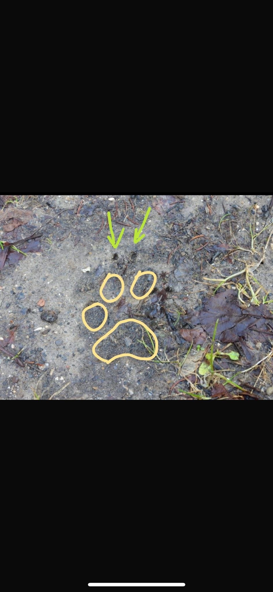 Natural Tracking<br>Detective in Natura