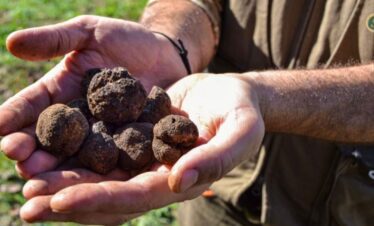Tartufando